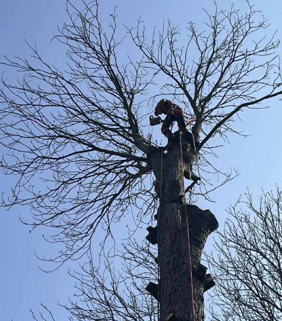 Clearcut Tree Surgery Working In Bournemouth