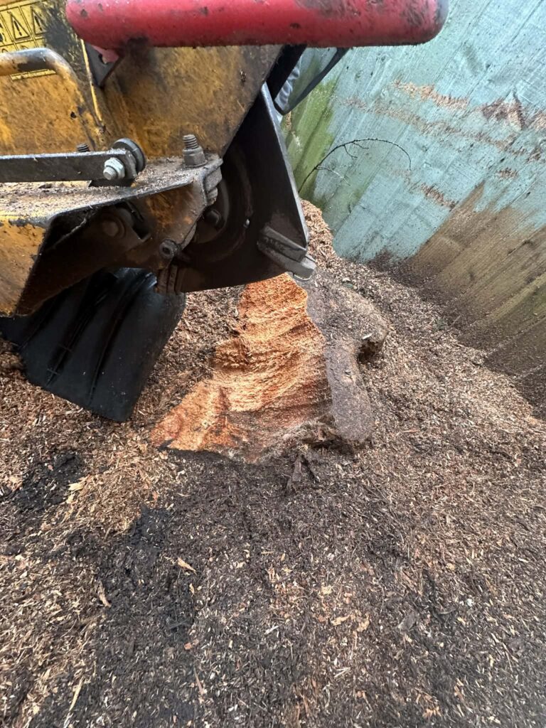 Tree Surgeons Bournemouth Clearcut Tree Surgery Stumps Removal