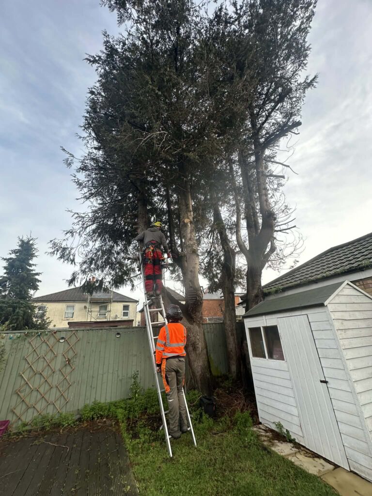 Tree Removal Bournemouth Clearcut Tree Surgery