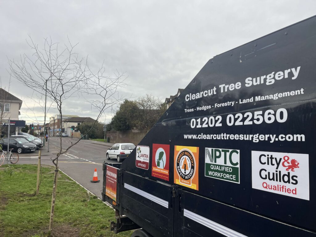 Tree Surgeons Bournemouth Clearcut Tree Surgery