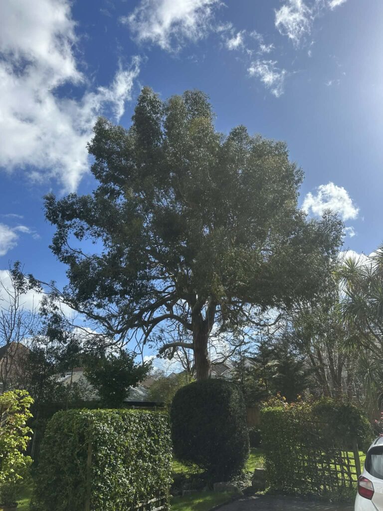 Tree Surgeons Bournemouth Clearcut Tree Surgery