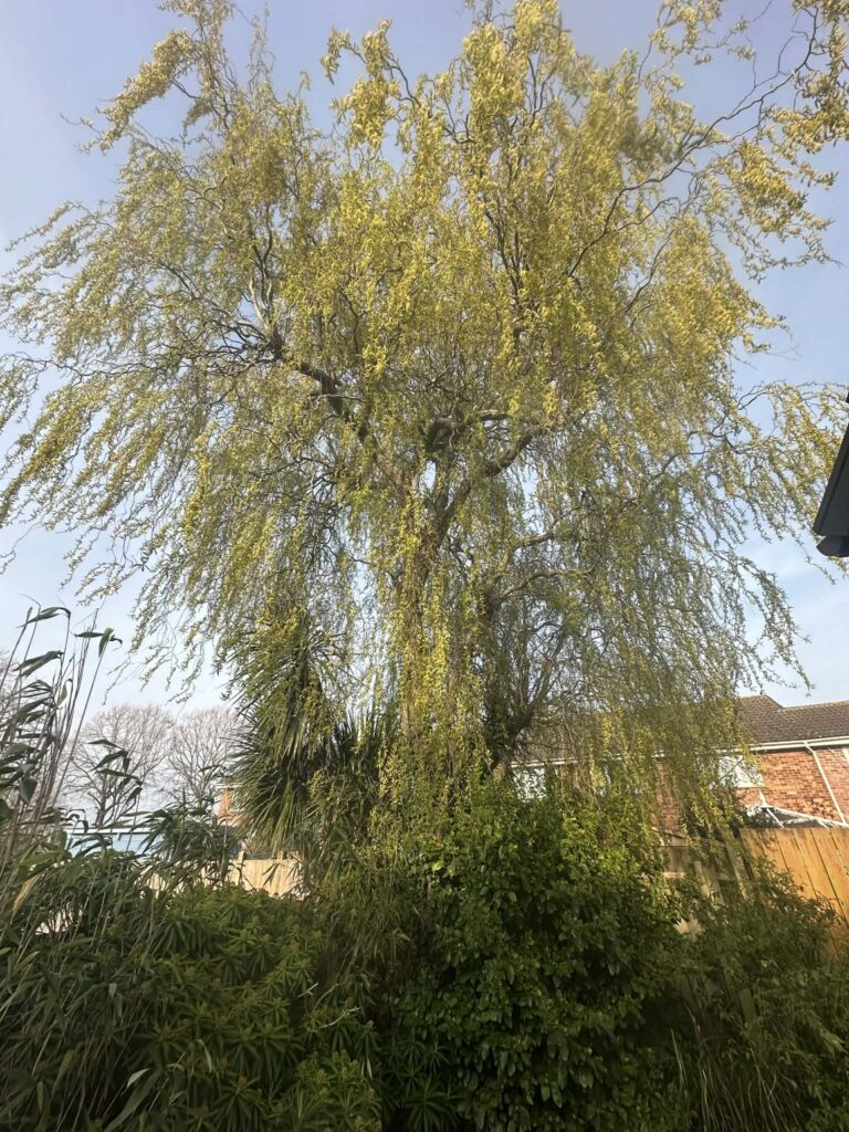 Clearcut Tree Surgery Bournemouth Tree Surgeons