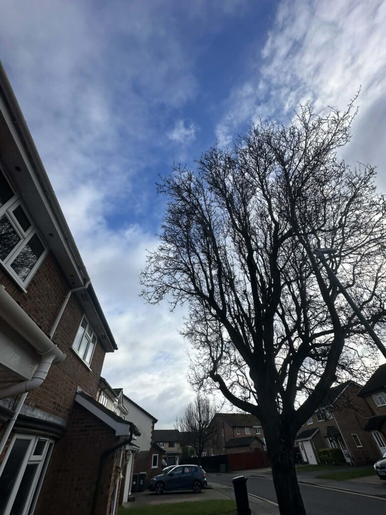 Tree Removal Bournemouth Clearcut Tree Surgery